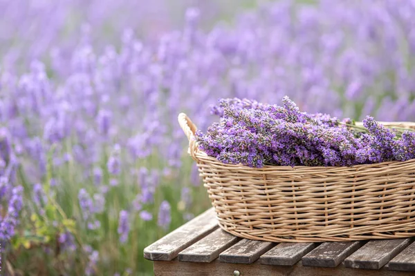 Harvesting Season Lavender Bouquets Basket — Stock Photo, Image