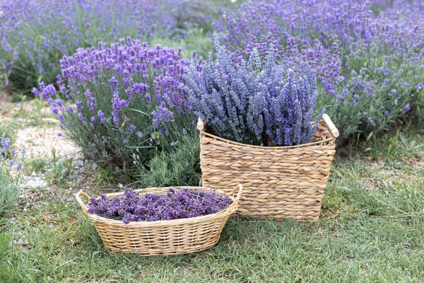 수확기 라벤더 부케와 바구니 — 스톡 사진