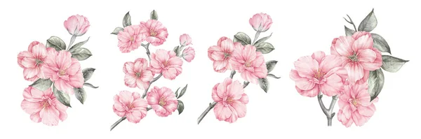 Akvarell Inslag Blommande Sakura Sätt Trädgårdsblommor Samling Botaniska Illustration Blad — Stockfoto