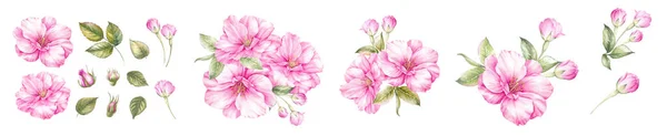 Υδατογραφία Στοιχεία Των Ανθισμένων Sakura Σετ Λουλουδιών Κήπου Συλλογή Βοτανική — Φωτογραφία Αρχείου