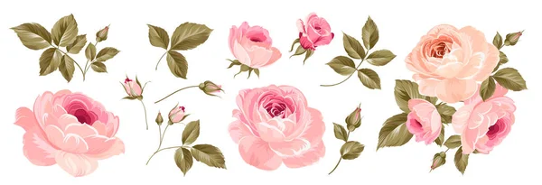 Conjunto Rosas Diferentes Sobre Fondo Blanco — Archivo Imágenes Vectoriales