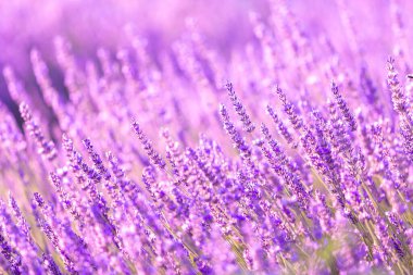 Gün batımında lavanta çalıları kapanır. Mor lavanta çiçeklerinin üzerinde gün batımı ışıldıyor. Fransa 'nın Kaynak Bölgesi