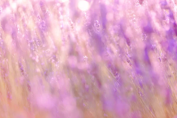 stock image Lavender bushes closeup on sunset. Sunset gleam over purple flowers of lavender. Provence region of France