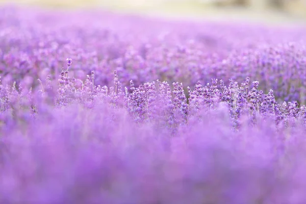 Лавандовые Кусты Закрываются Закате Закат Сверкает Над Фиолетовыми Цветами Лаванды — стоковое фото