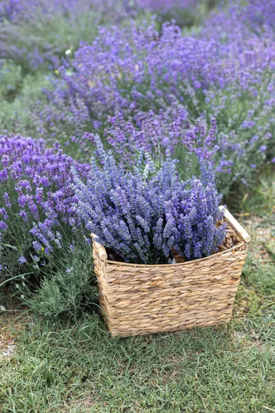 Erntezeit Lavendelsträuße Und Korb — Stockfoto