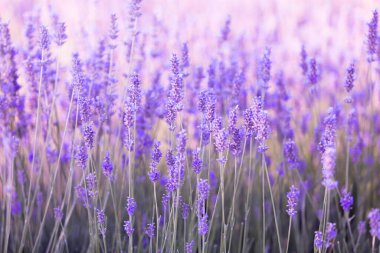 Gün batımında lavanta çalıları kapanır. Mor lavanta çiçeklerinin üzerinde gün batımı ışıldıyor. Fransa 'nın Kaynak Bölgesi