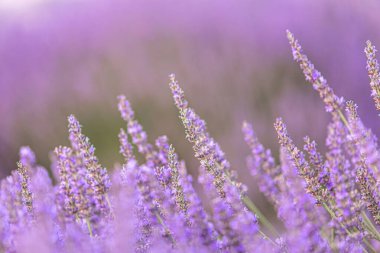 Gün batımında lavanta çalıları kapanır. Mor lavanta çiçeklerinin üzerinde gün batımı ışıldıyor. Fransa 'nın Kaynak Bölgesi