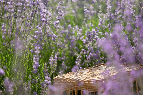 Perspective Background Wooden Table Your Design Lavender Field Region Provence — Stock Photo, Image