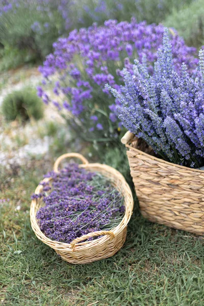 Skördesäsong Lavendel Buketter Och Korg — Stockfoto