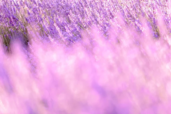 stock image Lavender bushes closeup on sunset. Sunset gleam over purple flowers of lavender. Provence region of France