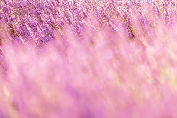 stock image Lavender bushes closeup on sunset. Sunset gleam over purple flowers of lavender. Provence region of France