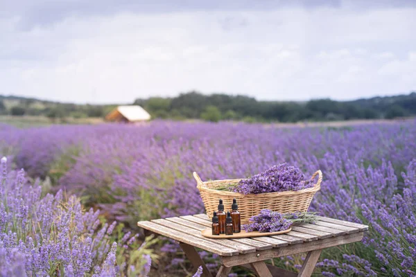 Kehribar Lavanta Yağı Şişesi Provence Deki Violet Lavanta Tarlası — Stok fotoğraf