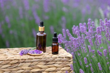 Kehribar lavanta yağı şişesi. Provence 'deki Violet lavanta tarlası