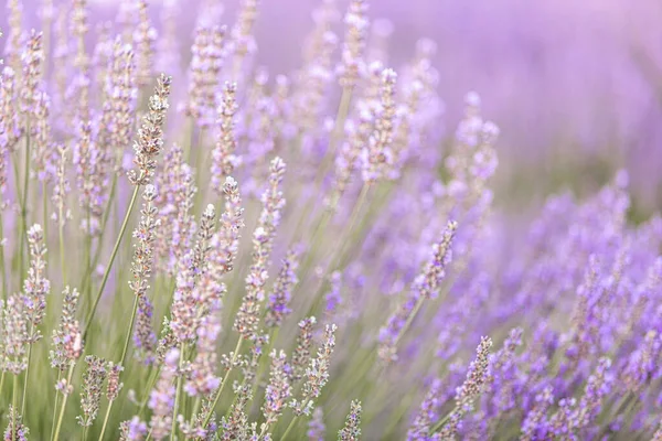 Arbustos Lavanda Primer Plano Atardecer Atardecer Brilla Sobre Flores Púrpuras — Foto de Stock