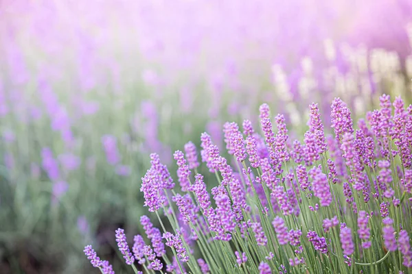 落日时薰衣草丛生 夕阳西下 淡紫色的薰衣草花朵上闪烁着光芒 法国普罗旺斯地区 — 图库照片