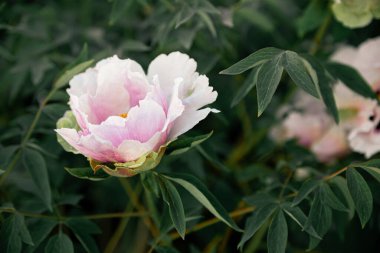 Bahçede taze şakayıklar