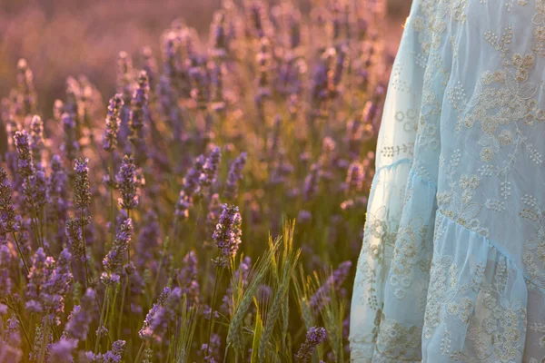 stock image Lavender bushes closeup on sunset. Sunset gleam over purple flowers of lavender. Bushes on the center of picture and sun light on the left. Provence region of France