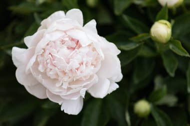 Bahçede taze şakayıklar