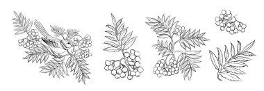 Beyaz arkaplanda farklı sorb kümesi