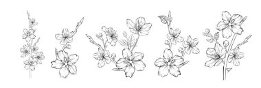 Beyaz arkaplanda farklı sakura kümeleri