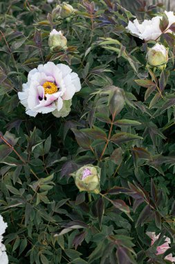 Bahçede taze şakayıklar