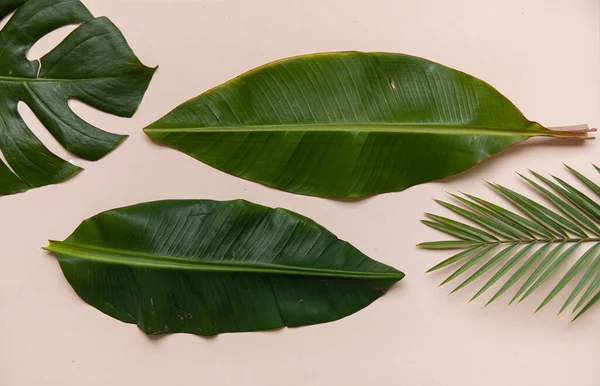 Bovenaanzicht Tropische Bladeren Levendige Achtergrond Vlakke Lay Zomersamenstelling — Stockfoto