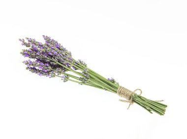 İzole edilmiş arka planda lavanta buketleri. Mor çiçekler.