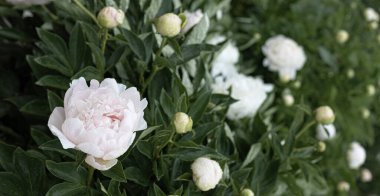 Bahçede taze şakayıklar