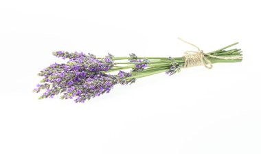 İzole edilmiş arka planda lavanta buketleri. Mor çiçekler.