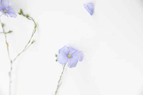Ανθισμένα Λουλούδια Λιναριού Λευκό Φόντο — Φωτογραφία Αρχείου