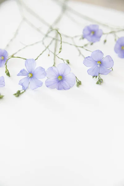Beyaz Arka Planda Çiçek Açan Keten Çiçekleri — Stok fotoğraf