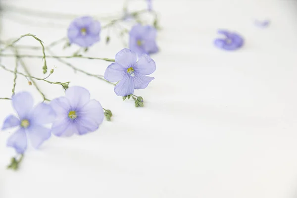 Fleurs Lin Fleurs Sur Fond Blanc — Photo