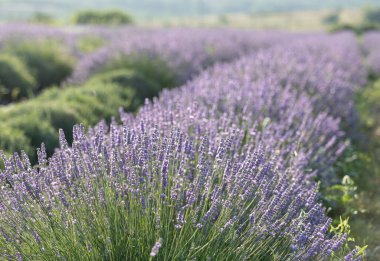 Gün batımında lavanta çalıları kapanır. Mor lavanta çiçeklerinin üzerinde gün batımı ışıldıyor. Fransa 'nın Kaynak Bölgesi