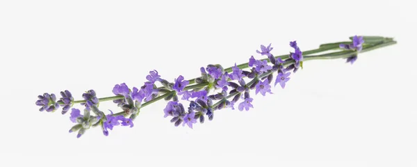 薰衣草花束在一个孤立的背景 紫色的花 — 图库照片