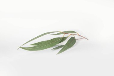 Canlı arkaplanda tropikal yapraklar. Düzleştirilmiş yaz kompozisyonu.