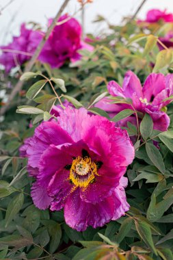 Bahçede taze şakayıklar