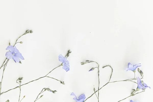 Beyaz Arka Planda Çiçek Açan Keten Çiçekleri — Stok fotoğraf