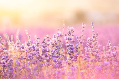 Gün batımında lavanta çalıları kapanır. Mor lavanta çiçeklerinin üzerinde gün batımı ışıldıyor. Fransa 'nın Kaynak Bölgesi