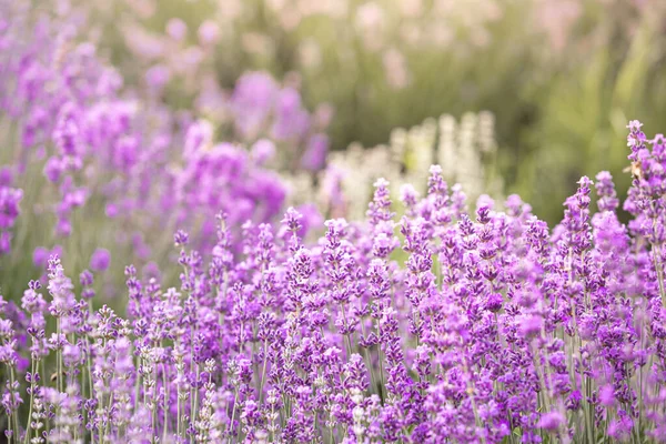 Arbustos Lavanda Primer Plano Atardecer Atardecer Brilla Sobre Flores Púrpuras —  Fotos de Stock