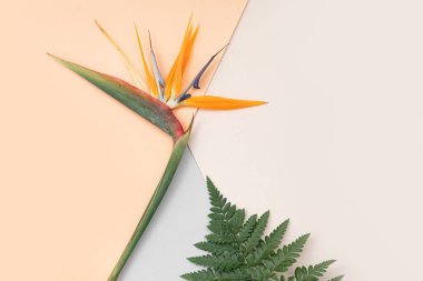 Canlı arkaplanda tropikal yapraklar. Düzleştirilmiş yaz kompozisyonu.