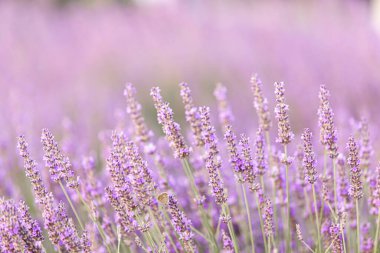 Gün batımında lavanta çalıları kapanır. Mor lavanta çiçeklerinin üzerinde gün batımı ışıldıyor. Fransa 'nın Kaynak Bölgesi