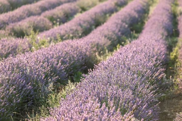 Lavendelsträucher Nahaufnahme Bei Sonnenuntergang Sonnenuntergang Schimmern Über Violetten Lavendelblüten Französische — Stockfoto