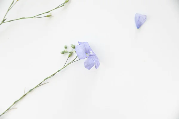 Blühende Flachsblüten Auf Weißem Hintergrund — Stockfoto