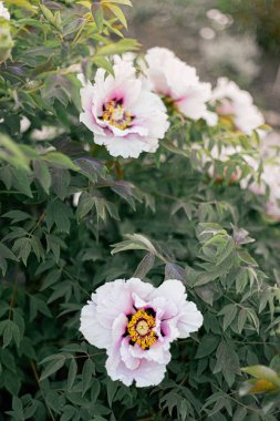 Bahçede taze şakayıklar