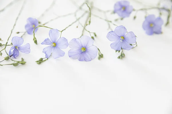 Blühende Flachsblüten Auf Weißem Hintergrund — Stockfoto