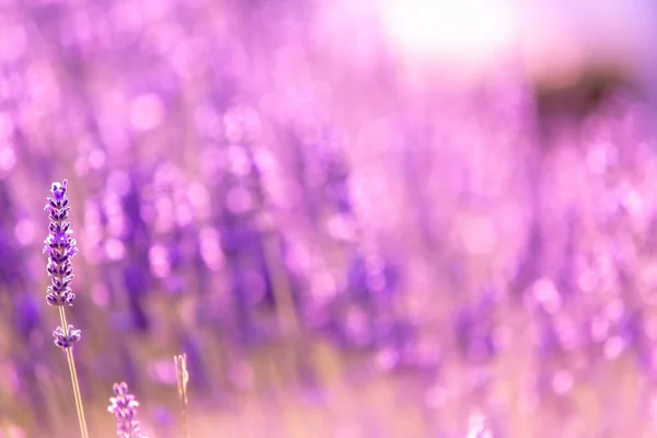 Arbustos Lavanda Primer Plano Atardecer Atardecer Brilla Sobre Flores Púrpuras —  Fotos de Stock
