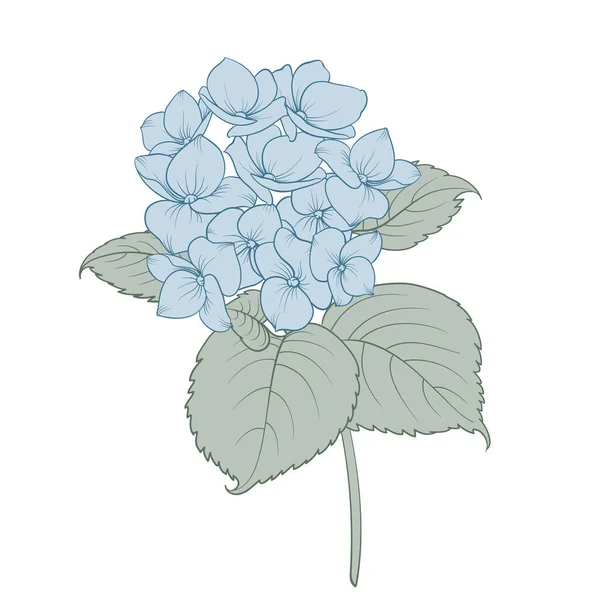 Blue Hydrangeas Flower Outline Floral Bouquets — Stock Vector