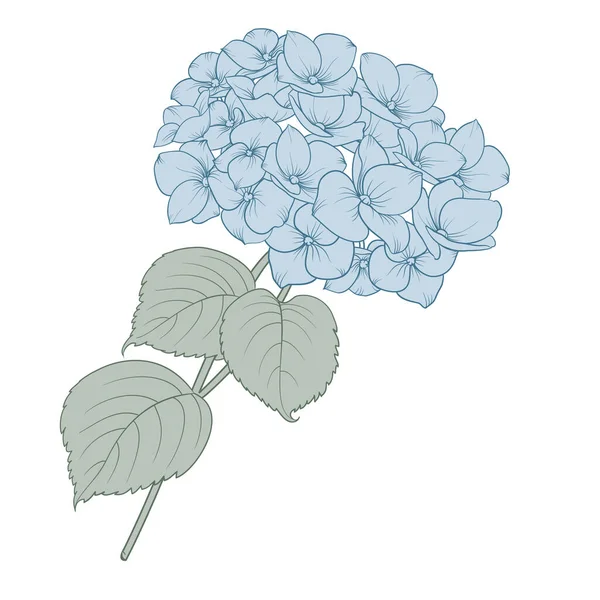 Синя Квітка Гортензії Начерки Квіткових Букетів — стоковий вектор