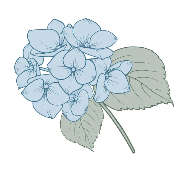 Blaue Hortensien Blühen Umrisse Floraler Sträuße — Stockvektor