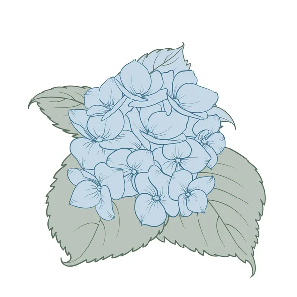 Flor Hortensias Azules Esquema Ramos Florales — Vector de stock